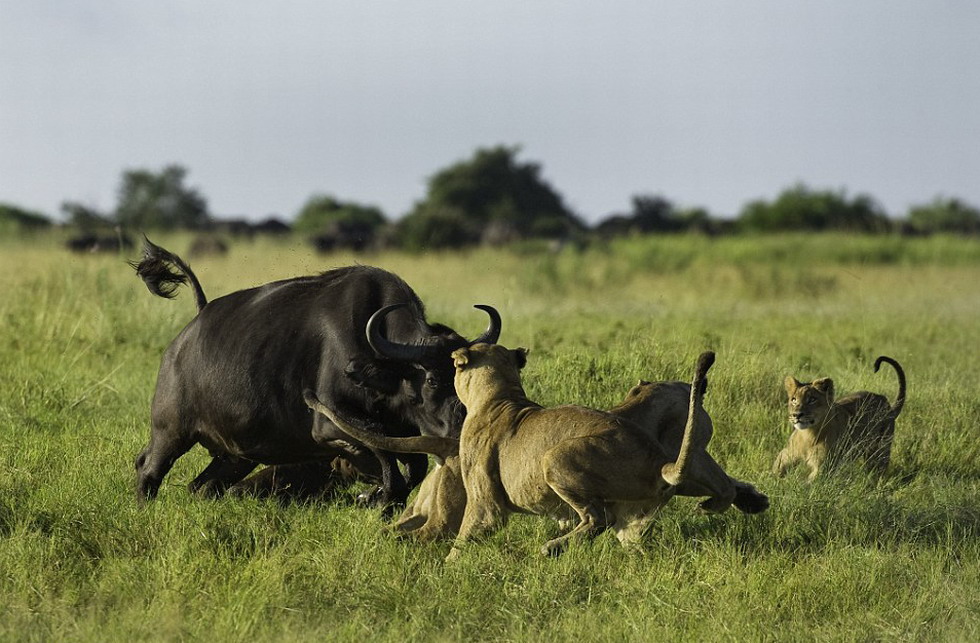 �¸ҵ�ĸҰţð������Σ�գ���ͼ��ʨ�������ţ����