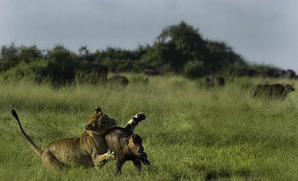 ʨ����׷��Сţ��������ĸҰţ��Сţ�����롣