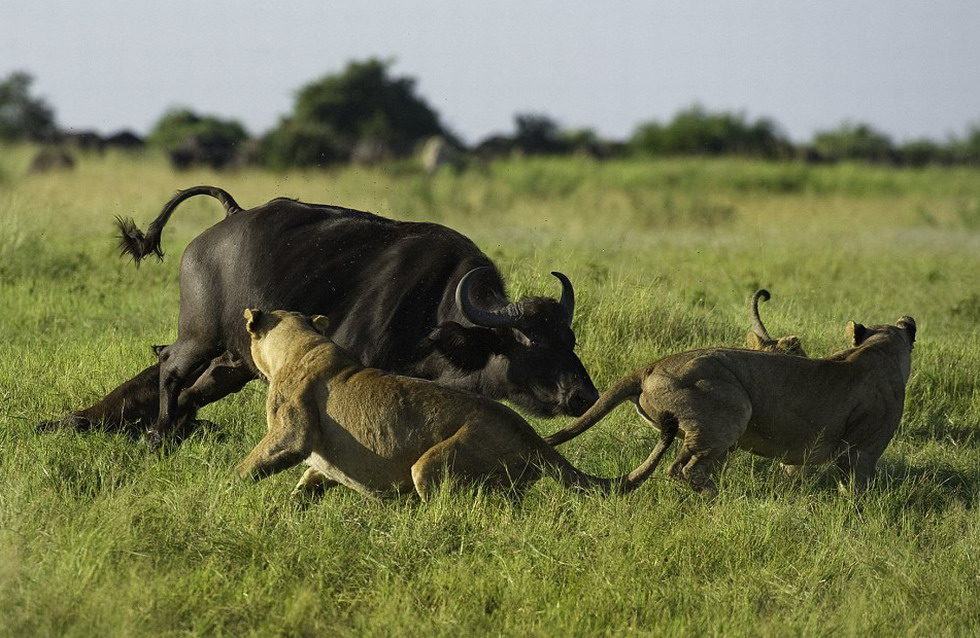 ĸ�Ա�������ͷĸҰţ��������ţ�����ԣ����Լ����������ʨ����Сţ��֮�䡣