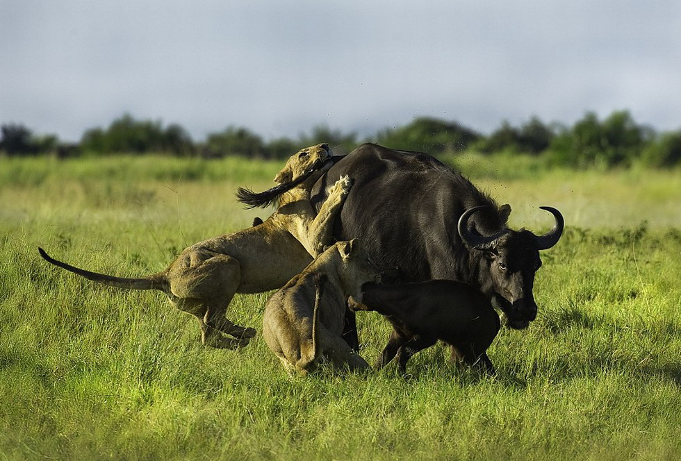 һͷʨ��ͻȻϮ��ĸҰţ��ʹ��е��־壬����ʨ����û�ȫ�˵��ڿ�����Сţ�����ϡ�