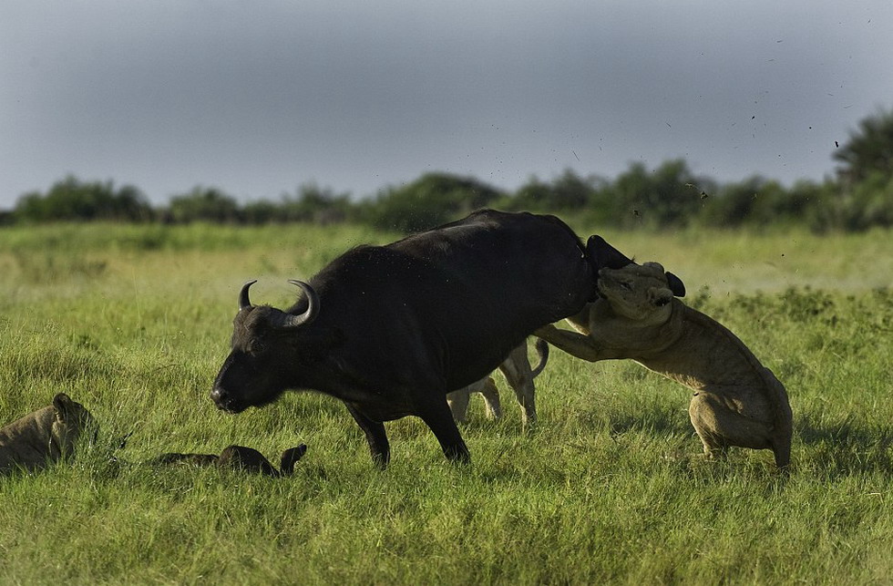 ĸҰţ�߾�ȫ��ս������ͼ������ʳ�ߡ���ʹʨ���������ı��ϣ�����ȻŬ��������ţ����