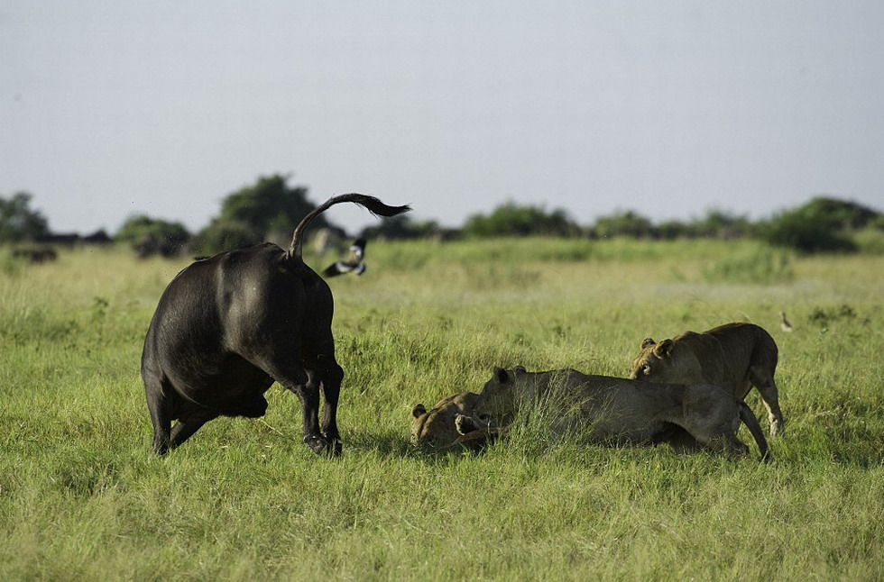 �����Ƶ�������ĸҰţ����ֻ�������������Լ��ĺ��ӱ�ʨ�ӳԵ���