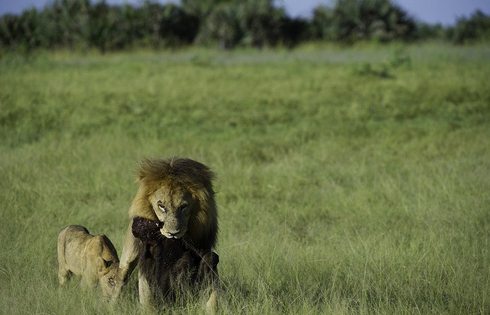 ��ͷ��ʨ�������յ�ʤ���ߣ����������