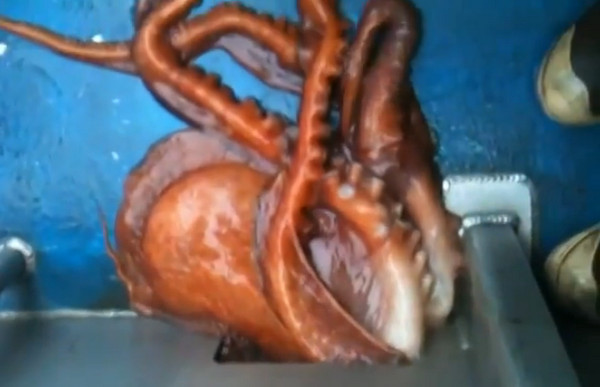 北太平洋章鱼表演“缩骨功”从渔船小孔逃脱