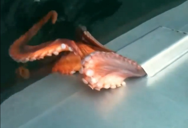 北太平洋章鱼表演“缩骨功”从渔船小孔逃脱