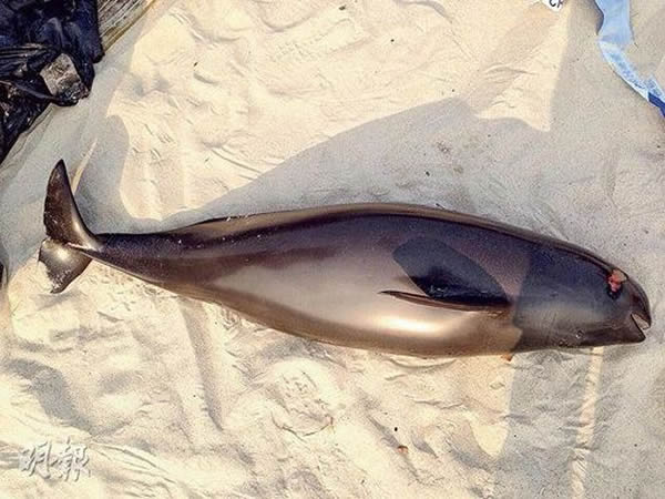 ������������尶�߷������׽���ʬ��