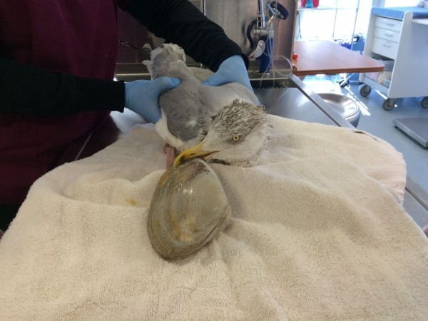 美国麻州桑迪海滩发生鹬蚌相争的真实案例