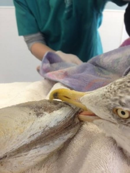 鹬(海鸥)的下鸟喙被卡在蚌壳中动弹不得。