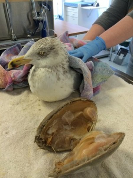 蚌被敲开时,早已因为耐不住低温而毙命。