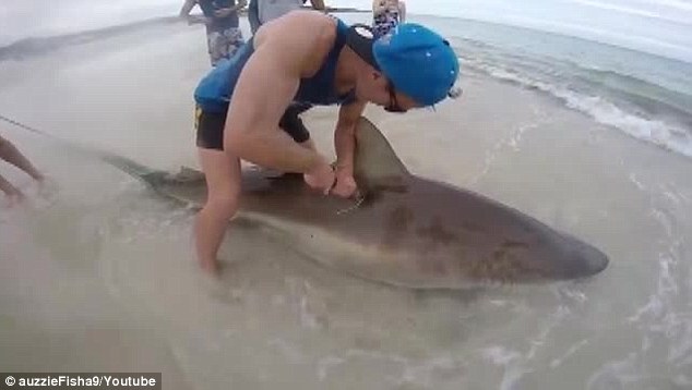 澳洲男子海边垂钓居然钓起一条3公尺长的短尾真鲨