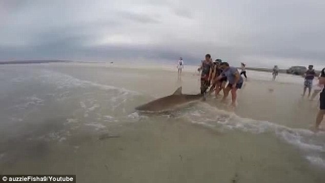 澳洲男子海边垂钓居然钓起一条3公尺长的短尾真鲨