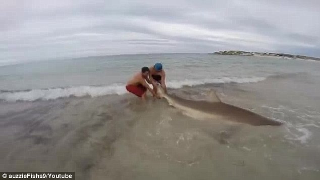 澳洲男子海边垂钓居然钓起一条3公尺长的短尾真鲨