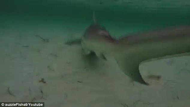 澳洲男子海边垂钓居然钓起一条3公尺长的短尾真鲨