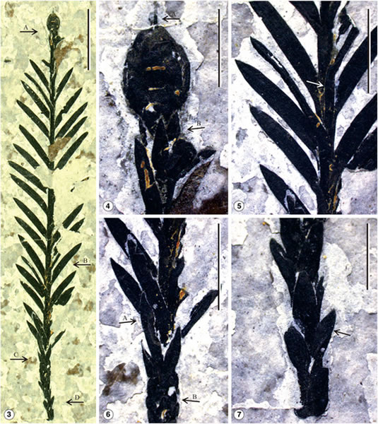 云南发现大量红杉属化石:确定为新种“马关红杉”(Sequoia maguanensis)