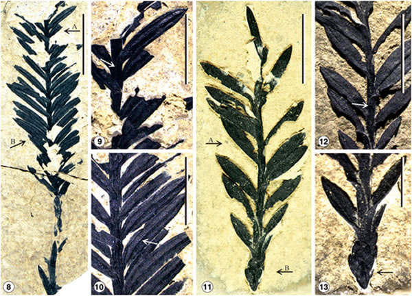 云南发现大量红杉属化石:确定为新种“马关红杉”(Sequoia maguanensis)