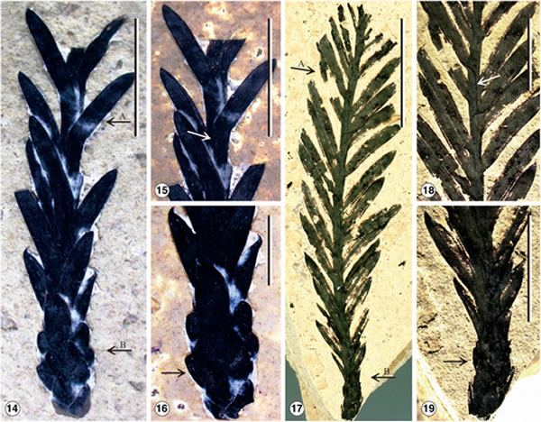 云南发现大量红杉属化石:确定为新种“马关红杉”(Sequoia maguanensis)