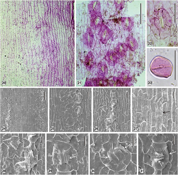 云南发现大量红杉属化石:确定为新种“马关红杉”(Sequoia maguanensis)