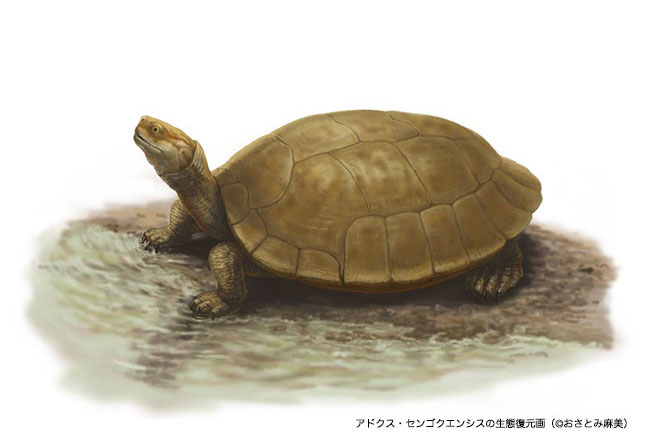 1.2亿年前阿杜库斯龟属新种“千石峡阿杜库斯龟”