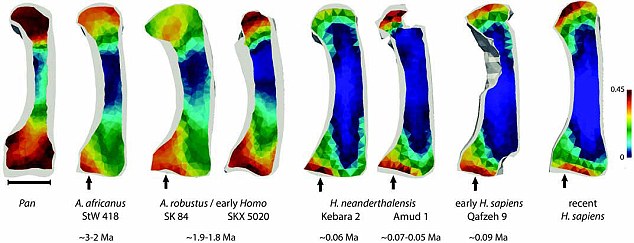 非洲南方古猿以及其它古人类在320万年前就有人类那样的手