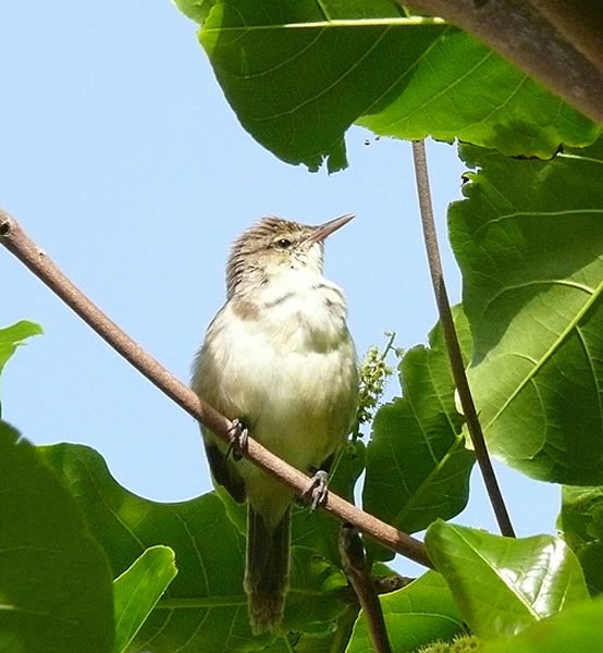 ���Ը�Ⱦ�����̴�έݺ������������