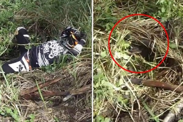 澳大利亚男子遭遇车祸跌入灌木丛中 更倒霉是他居然掉到一条毒蛇身旁