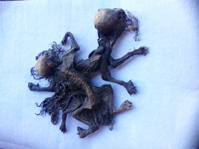 智利小镇农民在郊区发现2具神秘生物遗骸 或是传闻中的吸血怪物“卓帕卡布拉”