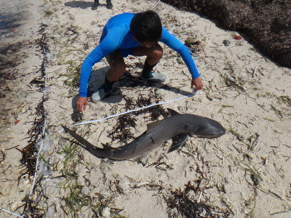 东沙岛沿岸是害羞的尖嘴柠檬鲨繁殖成长区。(图/成功大学提供)