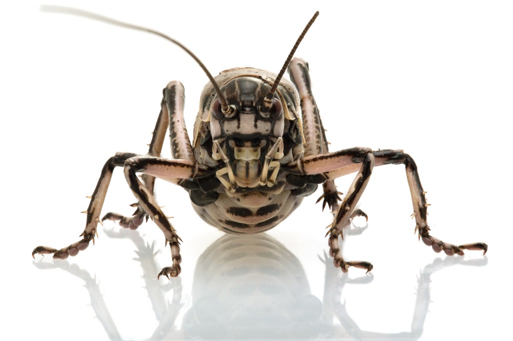 雄性圆翅鸣螽的惨痛第一次:雌性鸣螽交配完还会咬去它身体的一部分