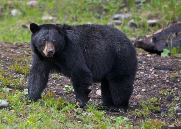 有4只熊吃下朱古力后,诱发心脏衰竭而死。