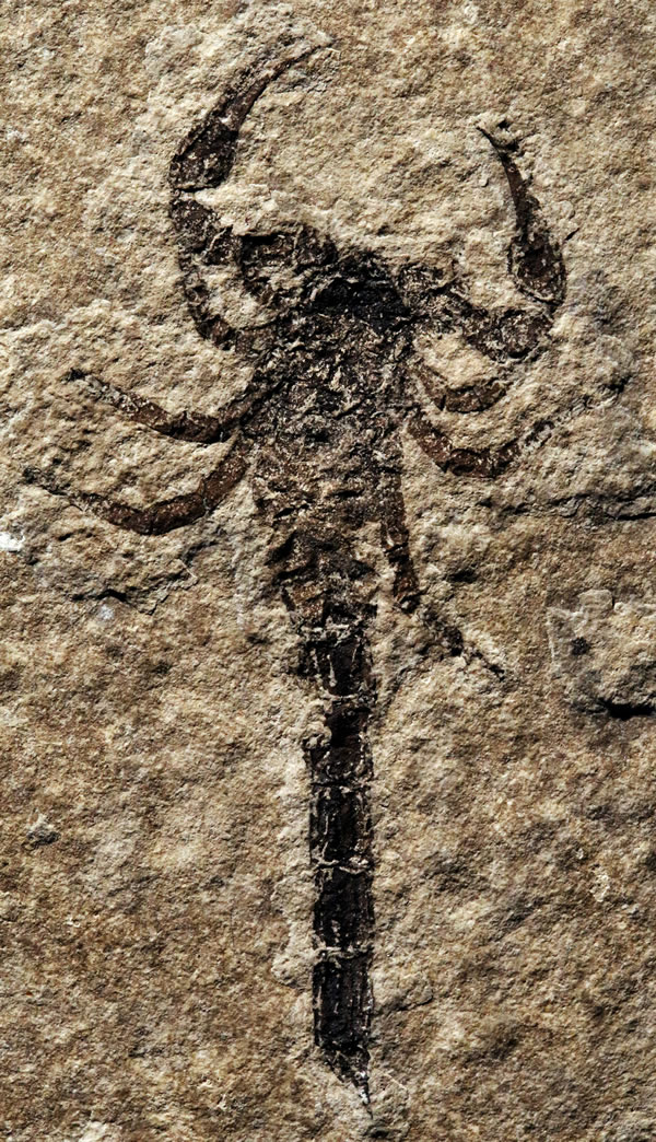 加拿大发现的保存完好化石表明蝎子起源于海洋