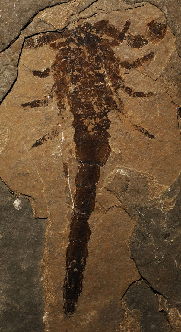 加拿大发现的保存完好化石表明蝎子起源于海洋