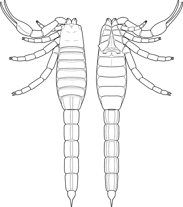 加拿大发现的保存完好化石表明蝎子起源于海洋