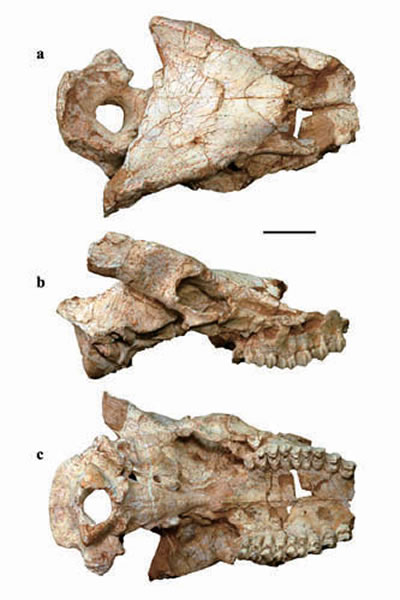 采自甘肃临夏盆地的大真角鹿(Euprox grandis)头骨化石,正型标本(侯素宽供图)