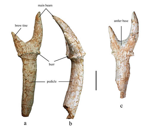 采自甘肃临夏盆地的大真角鹿(Euprox grandis)鹿角化石,正型标本(侯素宽供图)