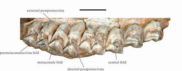 采自甘肃临夏盆地的大真角鹿(Euprox grandis)牙齿化石,正型标本(侯素宽供图)