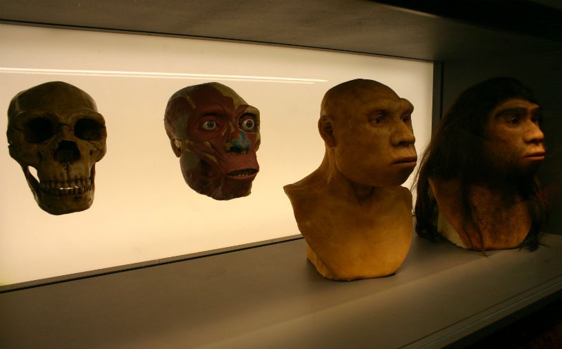 йֱΪchompersδֻ֪ʯ