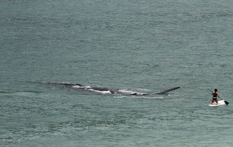 这名女子当时正在冲浪,她最初还想近距离观察鲸鱼。
