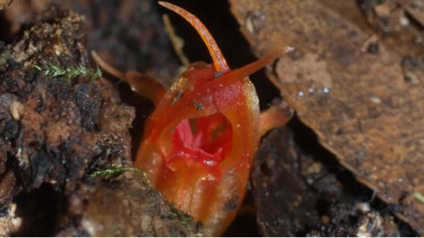 澳大利亚植物学家在悉尼郊区的蓝山发现一种新植物 散发臭鱼味道