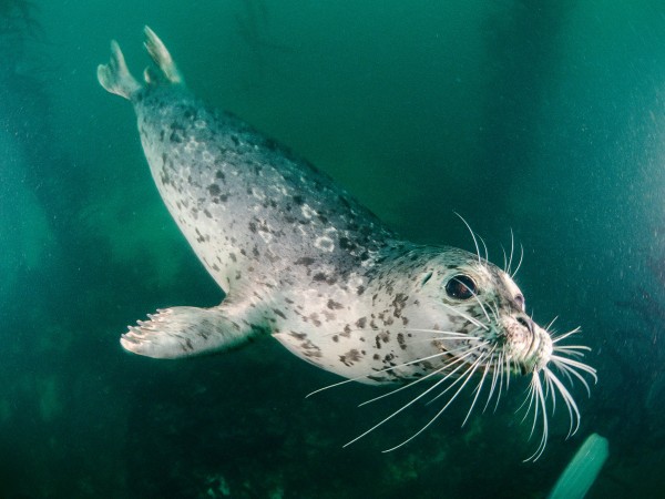 �ߺ������ú���̽������������Ĳ��ƴӶ�׷��Զ������