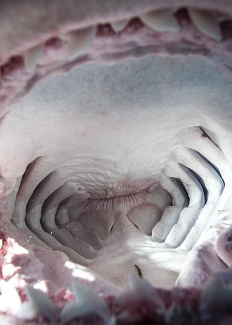 ��ӰʦAdam Hanlon�ڰ͹���Ⱥ��Ǳˮ���»���������ڲ�����