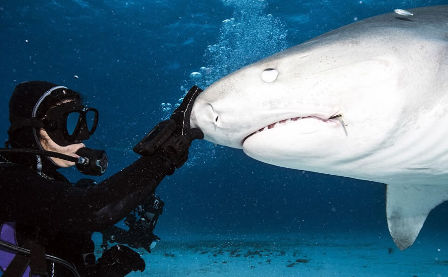 ��ӰʦAdam Hanlon�ڰ͹���Ⱥ��Ǳˮ���»���������ڲ�����