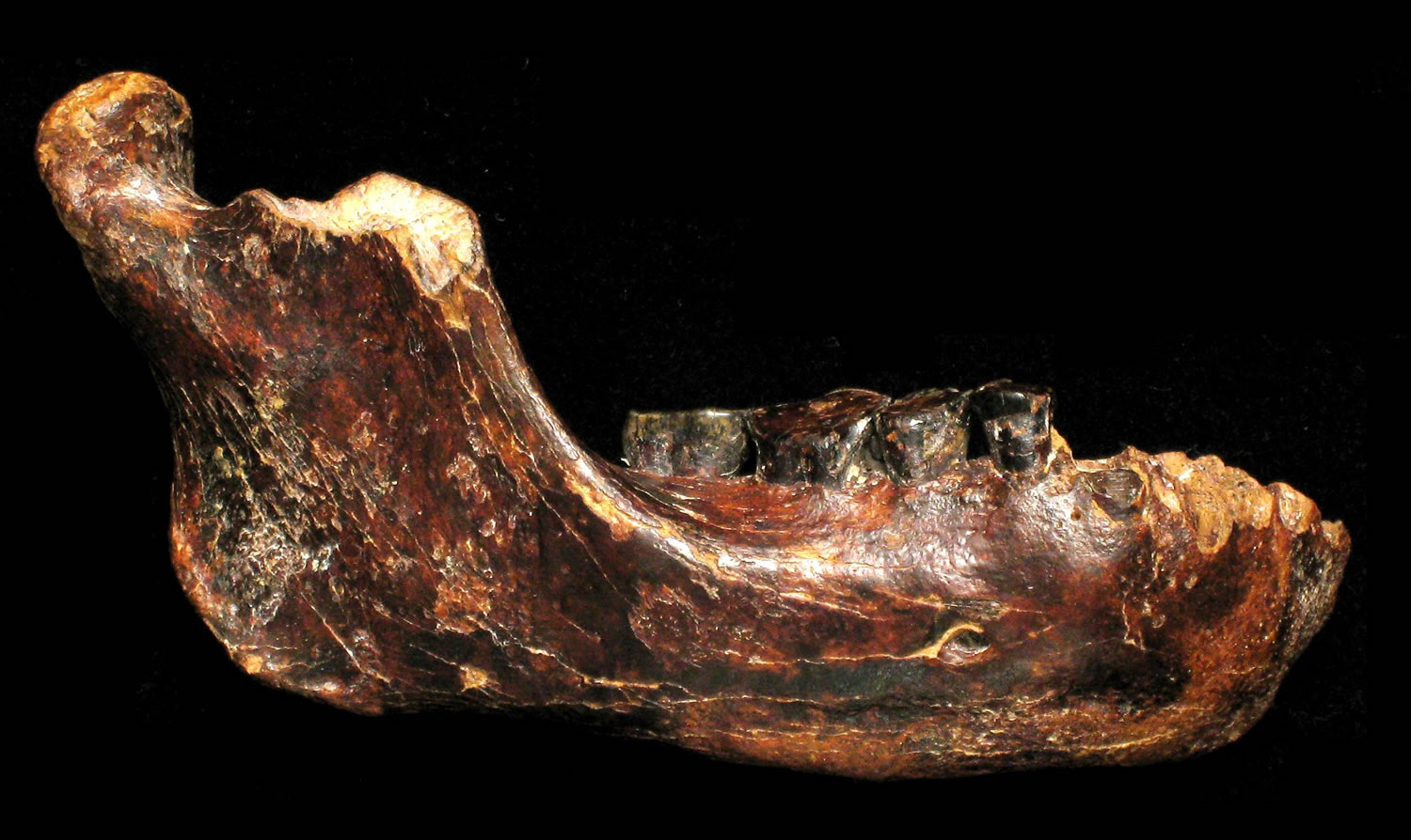 目前,渔民在台湾海域澎湖水道捕捞作业时意外地发现一块远古人类骨骼化石,专家推测其历史可追溯至20万年前,这是一块下颚骨化石(图中所示),发现位置距离海岸24公里