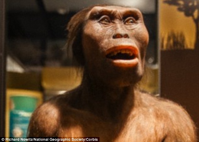 这项最新发现表明,“澎湖下颚骨”比直立人的颚骨更结实有力,图中是直立人模型。