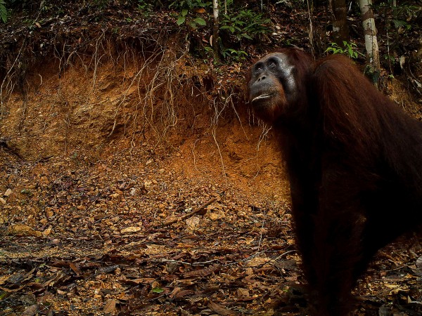 来自婆罗洲热带雨林的新研究表明红毛猩猩可能比科学家所意识到的更愿意碰触地面