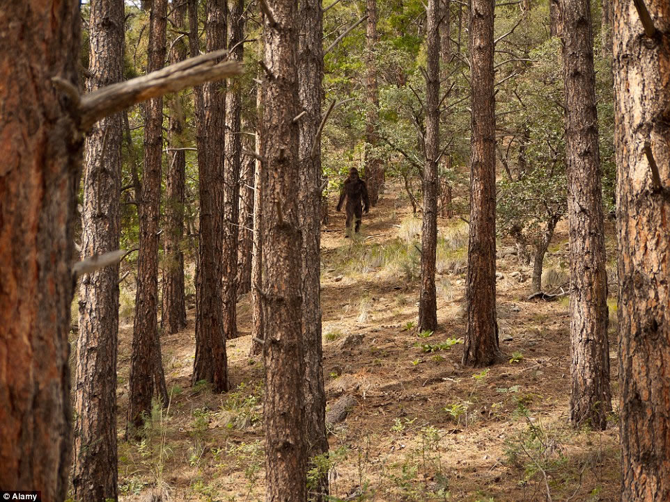 很可能美国境内最著名的怪兽是大脚野人,这是一种体型庞大的多毛猿人,曾有目击者称大脚野人生活在太平洋西北地区。
