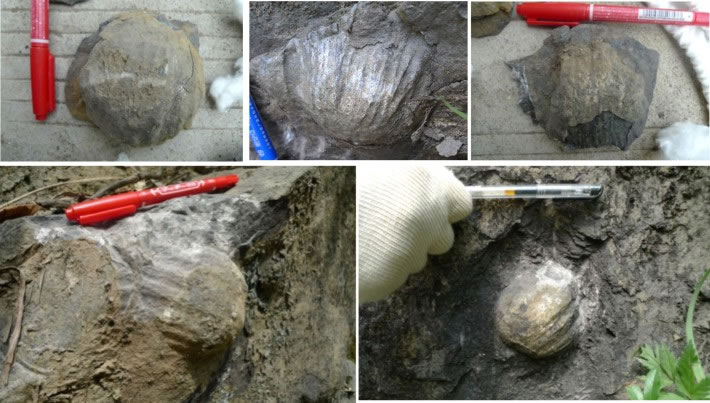 Gigantoproductus㶯ҰƬ