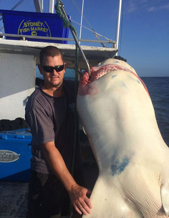 澳洲渔民及其女友捕捉到重200公斤的公牛鲨 照片放上网后被网民闹爆