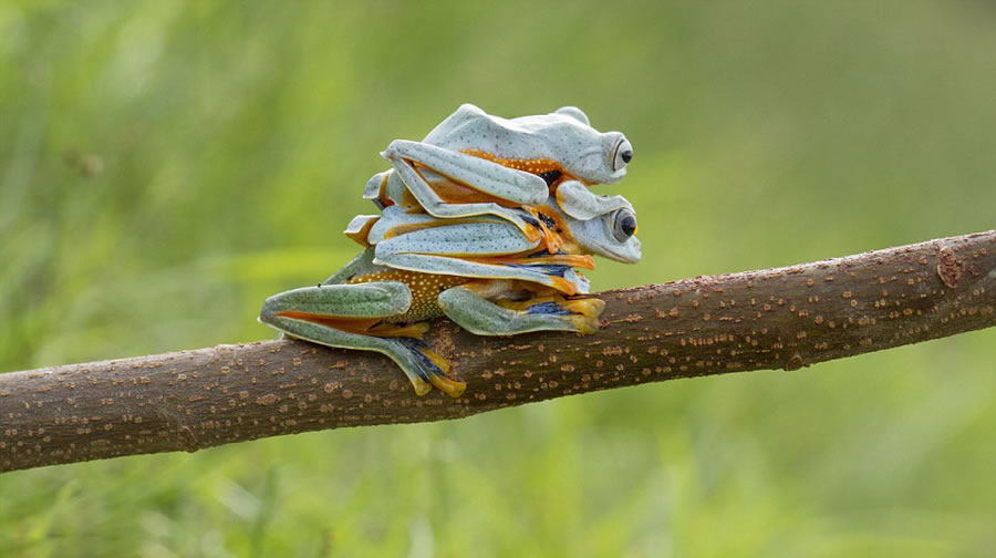 ��ӰʦHendy Mp��ӡ���������ĵ���ֻ���ܡ����޺����ĸ�Ц����