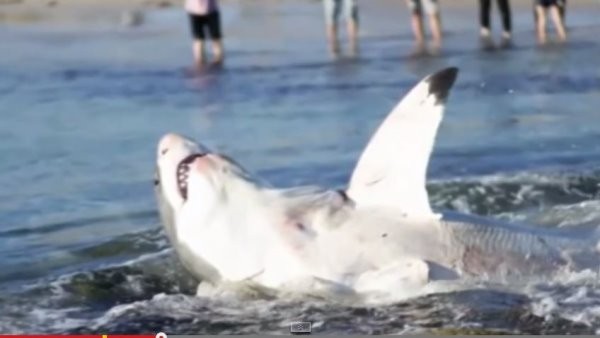 4米长鲨鱼在澳洲克罗内申海滩不断摆尾、挣扎 科学家验尸时才发现是被海狮给噎死