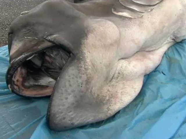 �ձ������������ֹ��о޿���ʬ�塣(����ͼƬ)